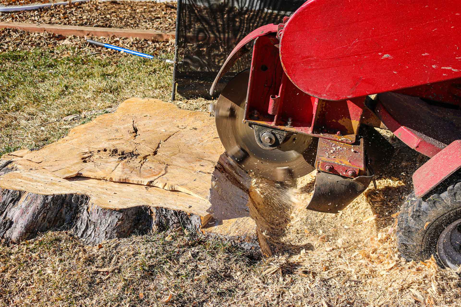 Stump Grinding – Things to Keep in Mind Before You Get Rid of a Tree