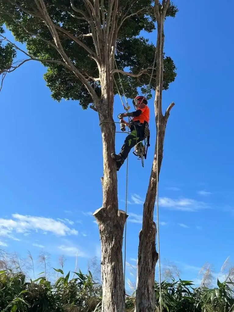Tree Lopping in brisbane